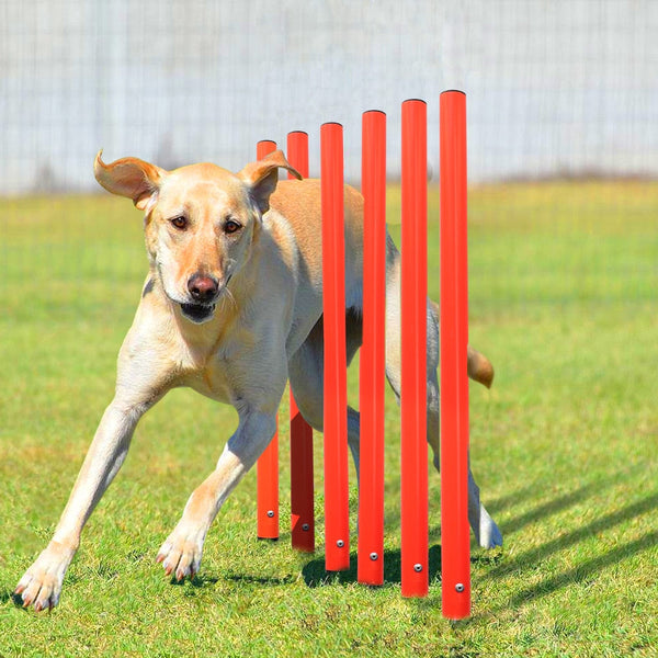 Dog Agility Training Equipment for Outdoor