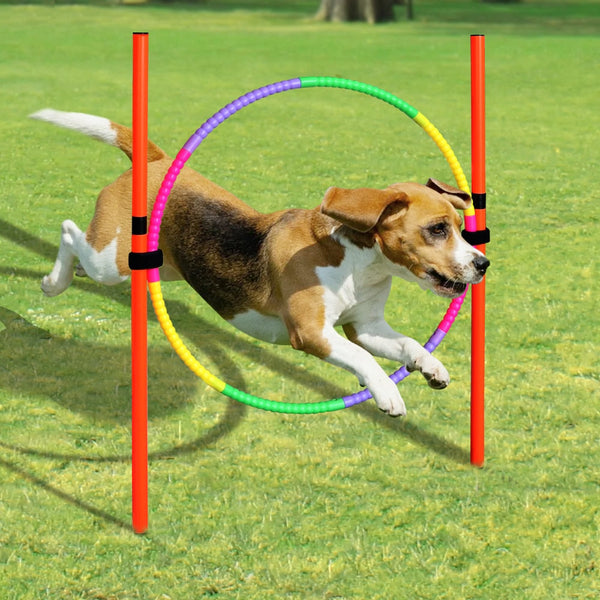 Dog Agility Training Equipment for Outdoor